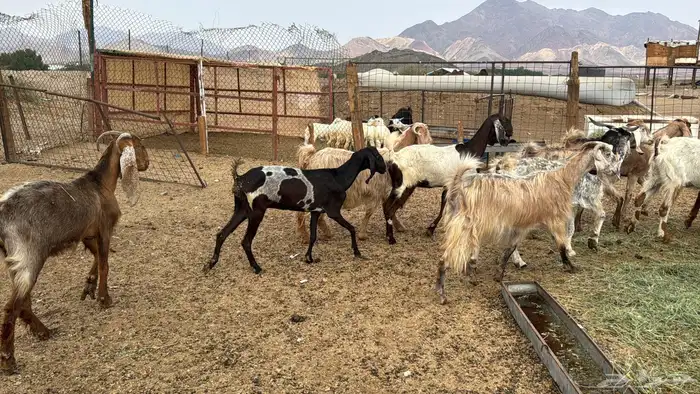 للبيع معزه مصريات 10روس دفيع من 650ريال 8