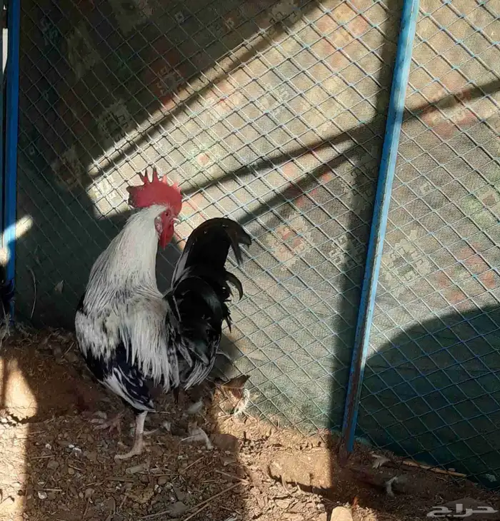 ديك بلدي للبيع 1