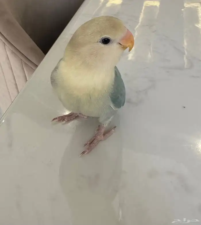 طير روز هدد داخلي خارجي 2