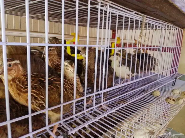 سمان منتج للبيع ( تم البيع ) 1