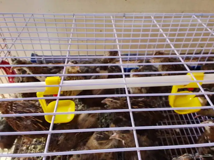 سمان منتج للبيع ( تم البيع ) 4