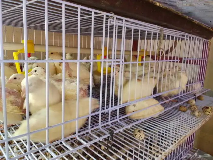 سمان منتج للبيع ( تم البيع ) 0