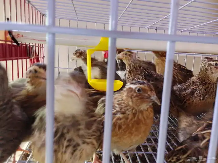 سمان منتج للبيع ( تم البيع ) 3