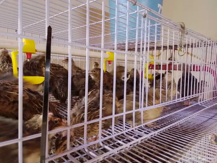 سمان منتج للبيع ( تم البيع ) 2