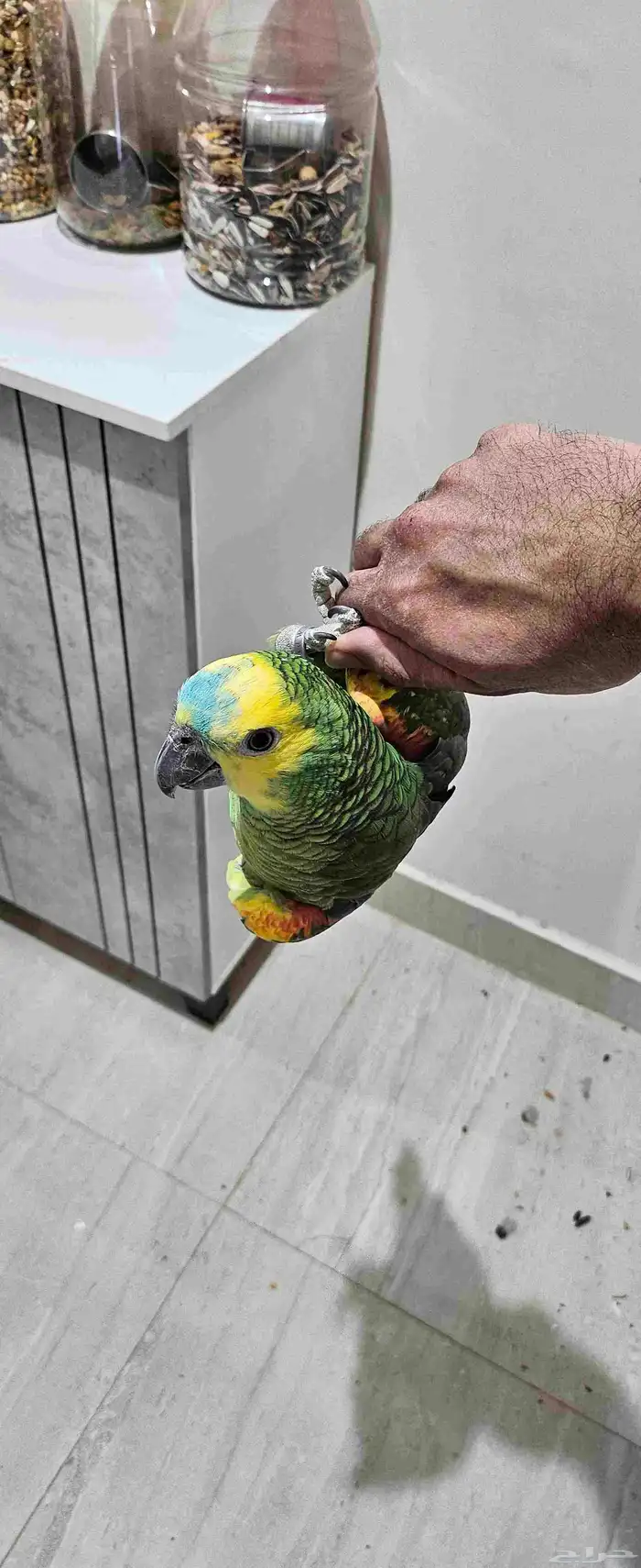 ببغاء امازوني بلوفرنتد البيع سمح ومستعجل 7