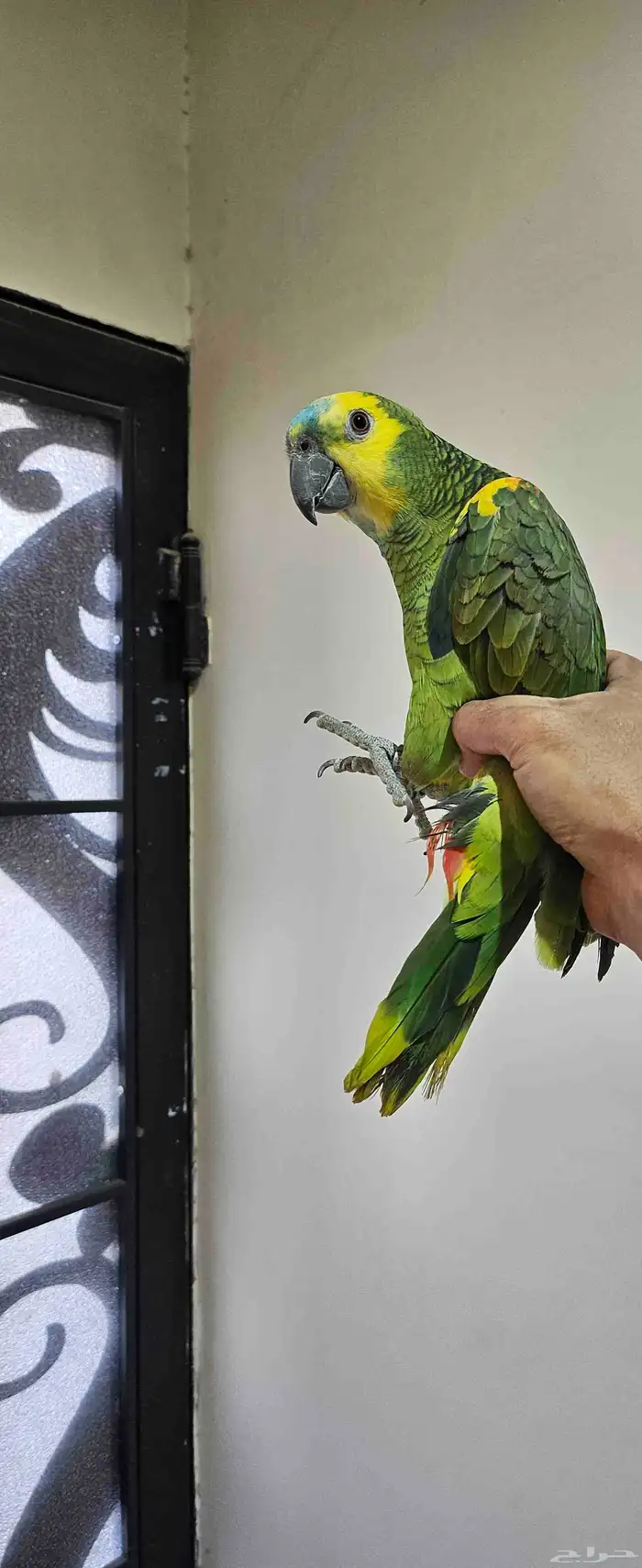 ببغاء امازوني بلوفرنتد البيع سمح ومستعجل 6