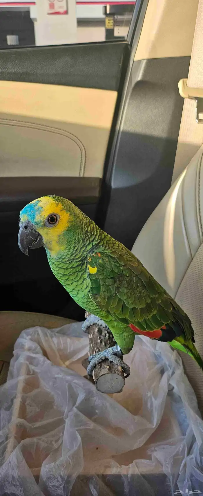 ببغاء امازوني بلوفرنتد البيع سمح ومستعجل 2