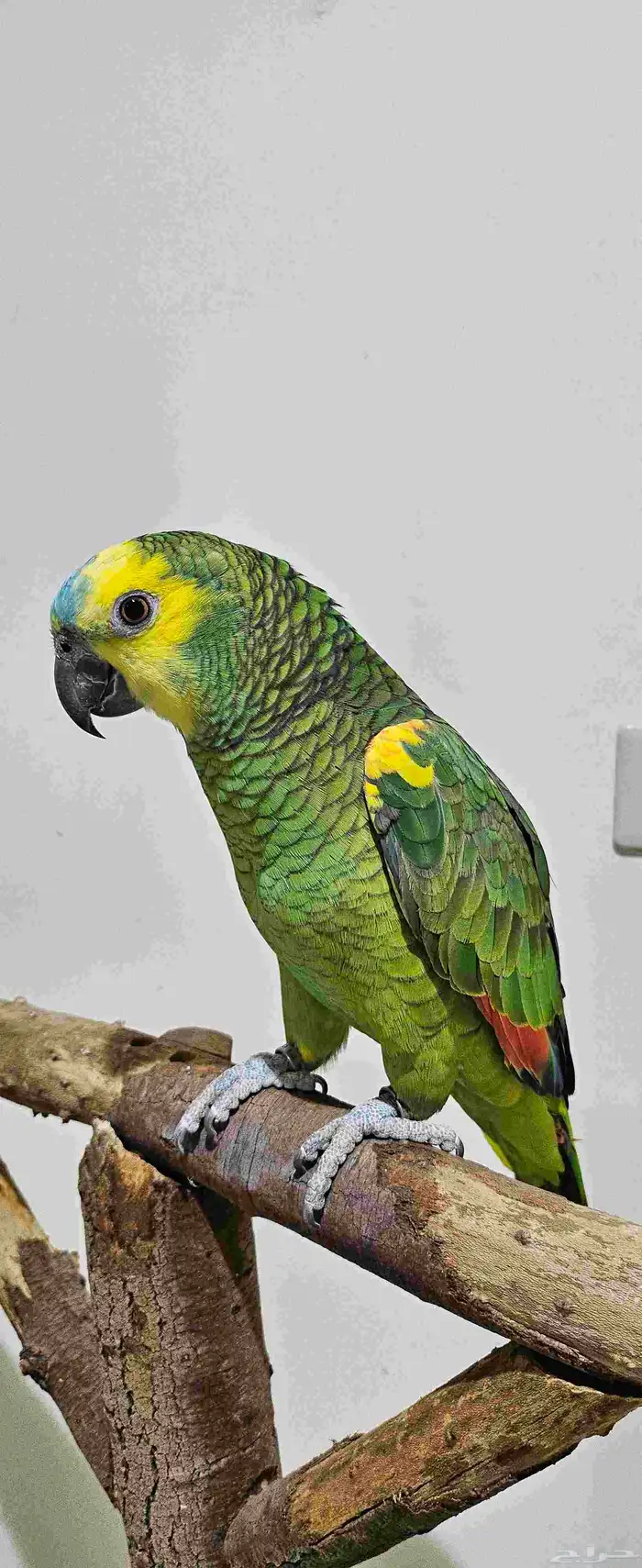 ببغاء امازوني بلوفرنتد البيع سمح ومستعجل 0