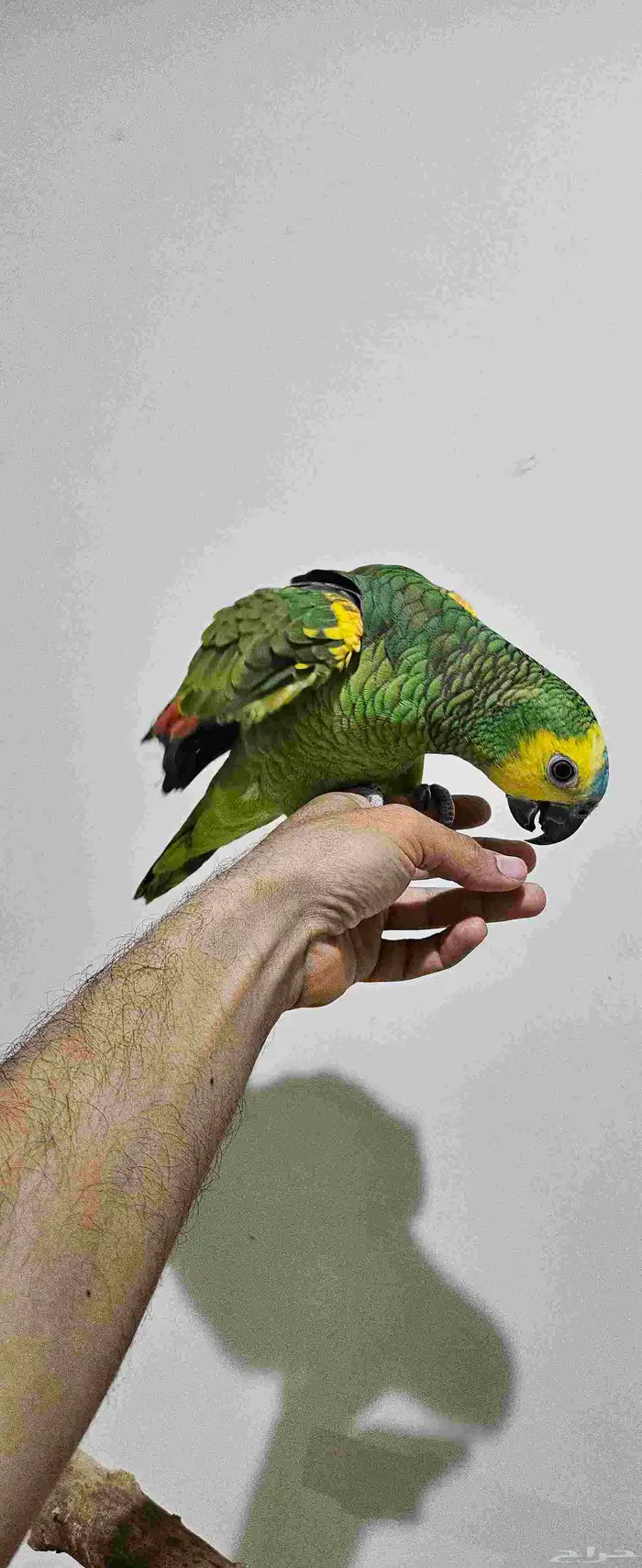 ببغاء امازوني بلوفرنتد البيع سمح ومستعجل 1