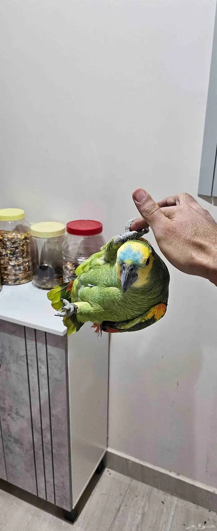 ببغاء امازوني بلوفرنتد البيع سمح ومستعجل 4
