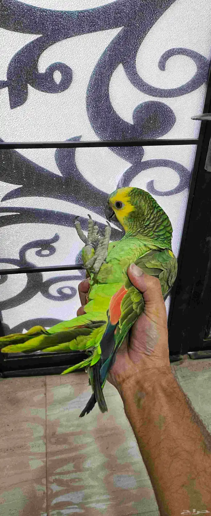 ببغاء امازوني بلوفرنتد البيع سمح ومستعجل 5