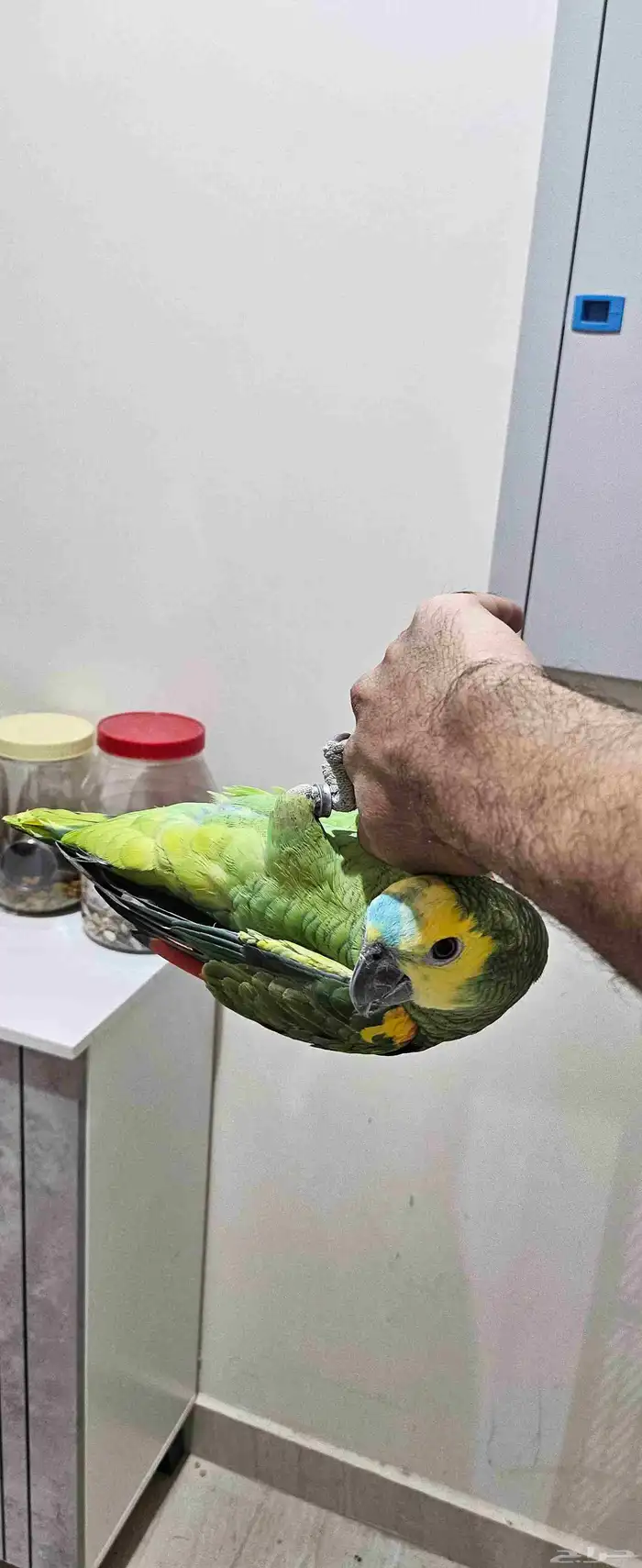 ببغاء امازوني بلوفرنتد البيع سمح ومستعجل 3