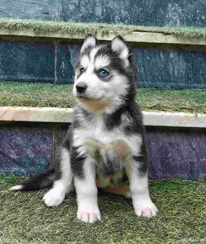 كلاب هاسكي جراوي 1