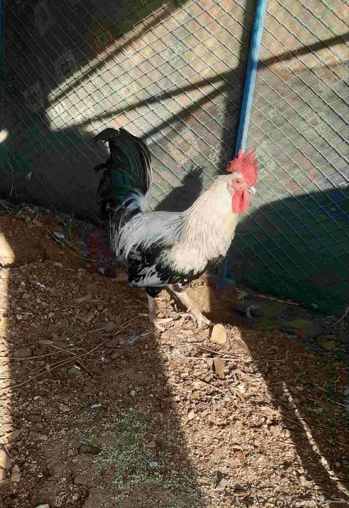 ديك بلدي للبيع 0