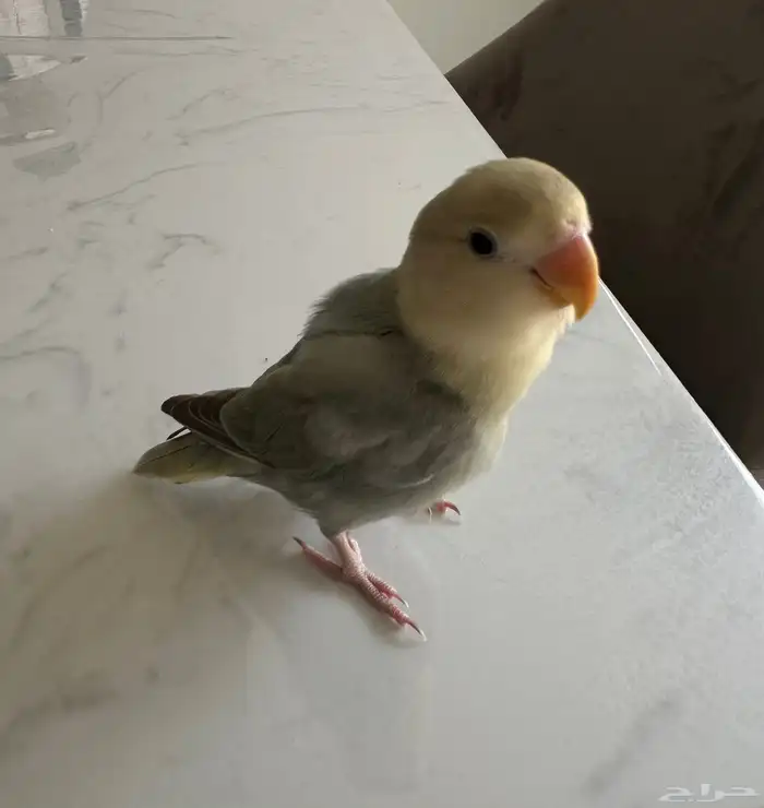 طير روز هدد داخلي خارجي 0