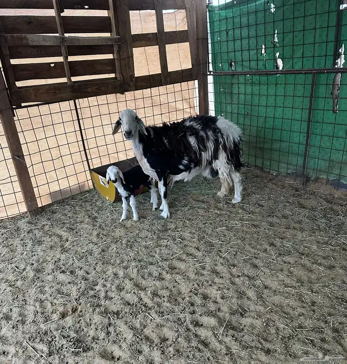 معزاء عوراض منوت القناي ونجديه والد طيبه 0