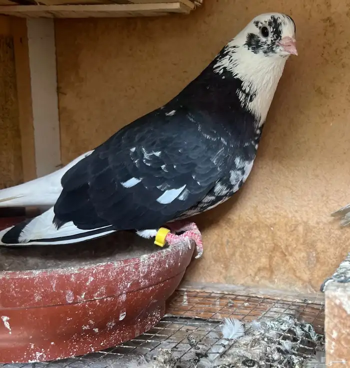 جوز قنادي قلابي 3