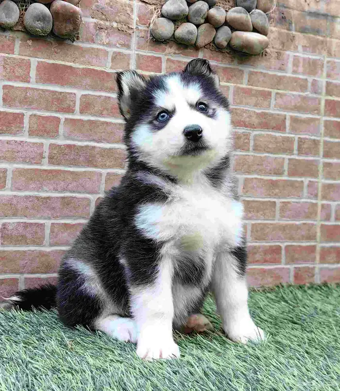 كلاب هاسكي جراوي 5