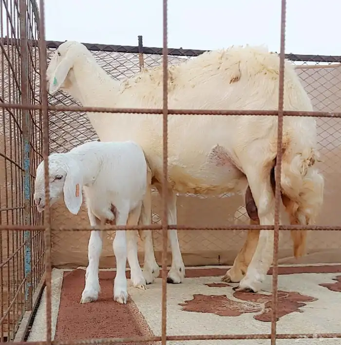 شاه صنف حري خلفه 2