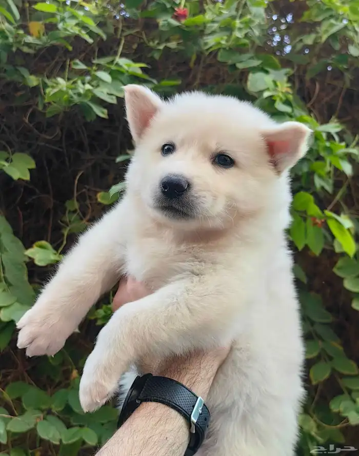 كلاب هاسكي جراوي 7