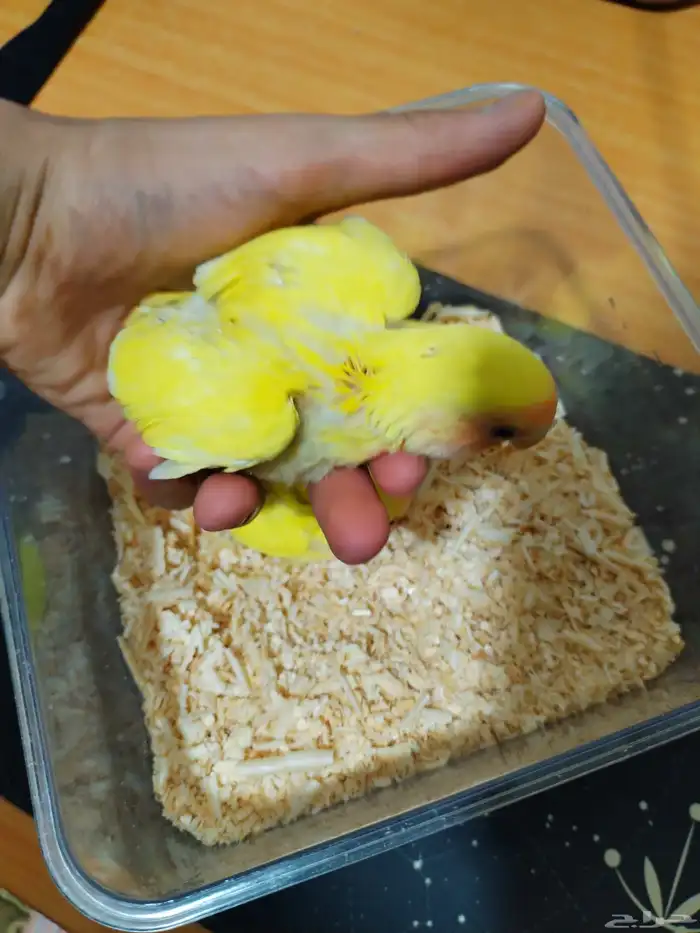 طقاطق للبيع 1