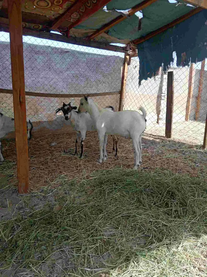 تيوس بحاره 0