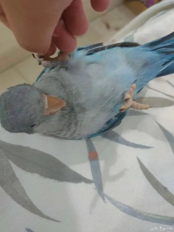 ببغاء كويكر مفقود ف حي السويس الرحاب الي يلقاه له مبلغ مالي 1