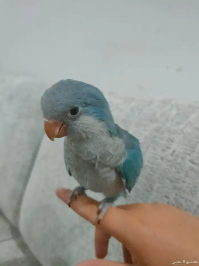 ببغاء كويكر مفقود ف حي السويس الرحاب الي يلقاه له مبلغ مالي 0