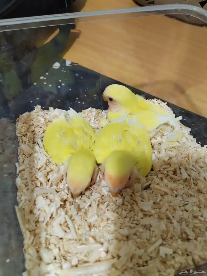 طقاطق للبيع 0