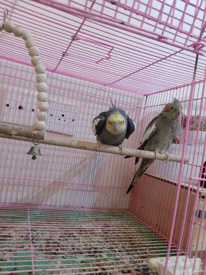 عصافير كروان ذكر وانثى 0