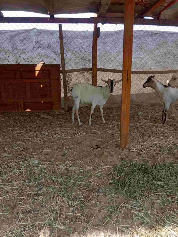 تيوس بحاره 1