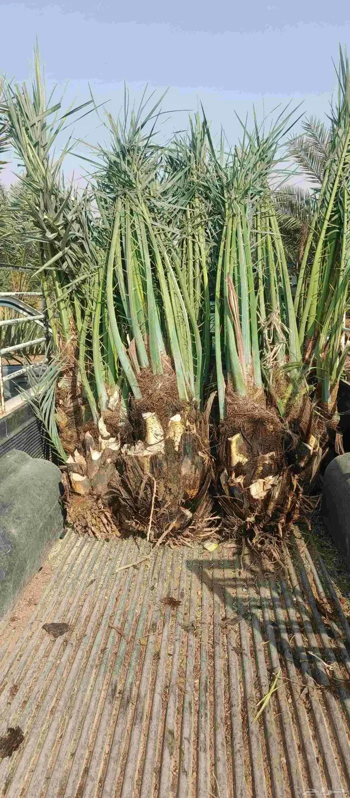 نقوم بقلع وغرس جميع انواع النخيل 0