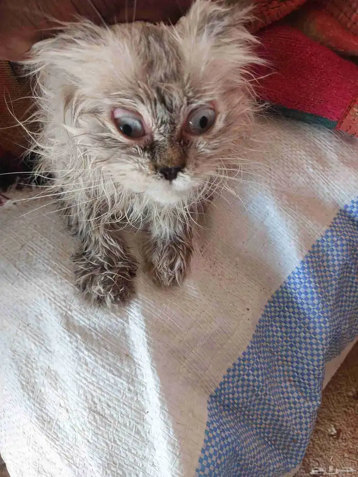 قطه شيرازي انثه للبيع عمره 6شهر هاديه ولوفه 2