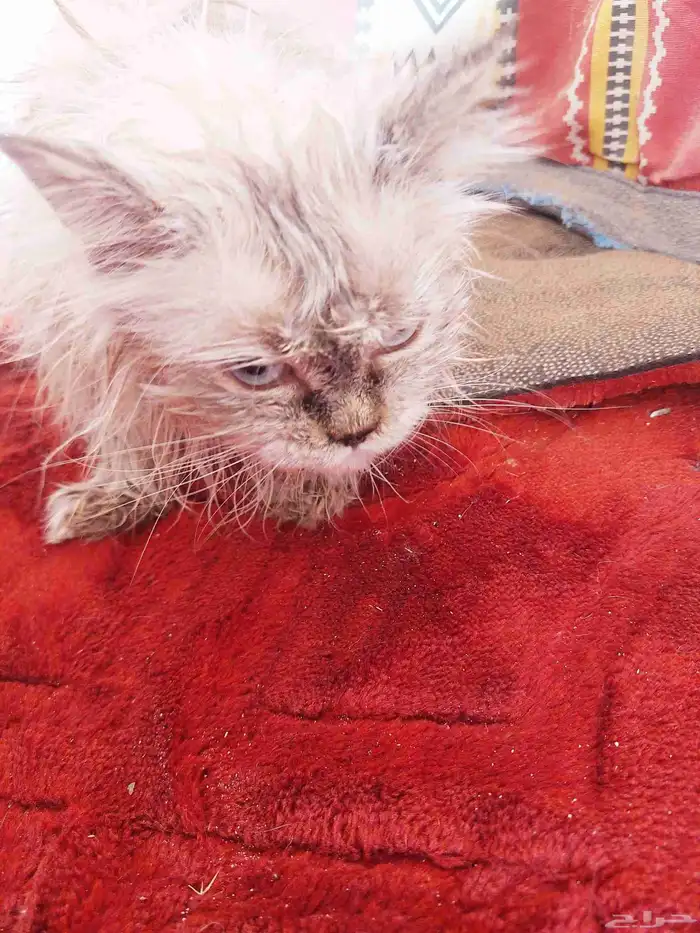 قطه شيرازي انثه للبيع عمره 6شهر هاديه ولوفه 1