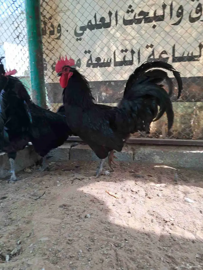 ديوك هجين استرالوب مع تركي 1