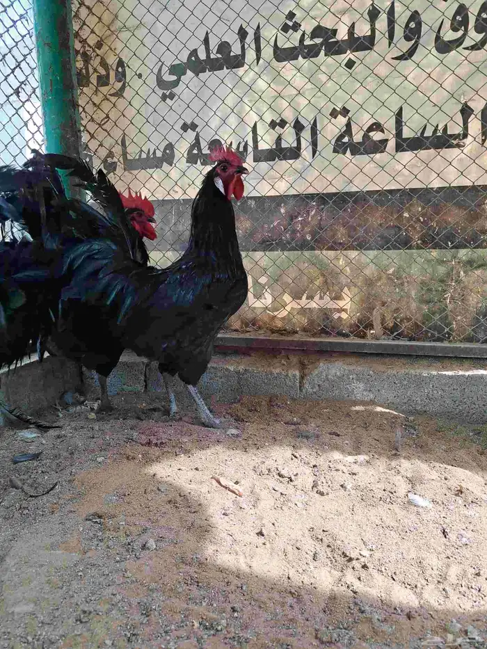 ديوك هجين استرالوب مع تركي 2