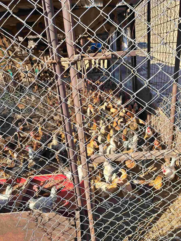 دجاج وديوك فوق 4 شهور الحبة 15 ريال 1