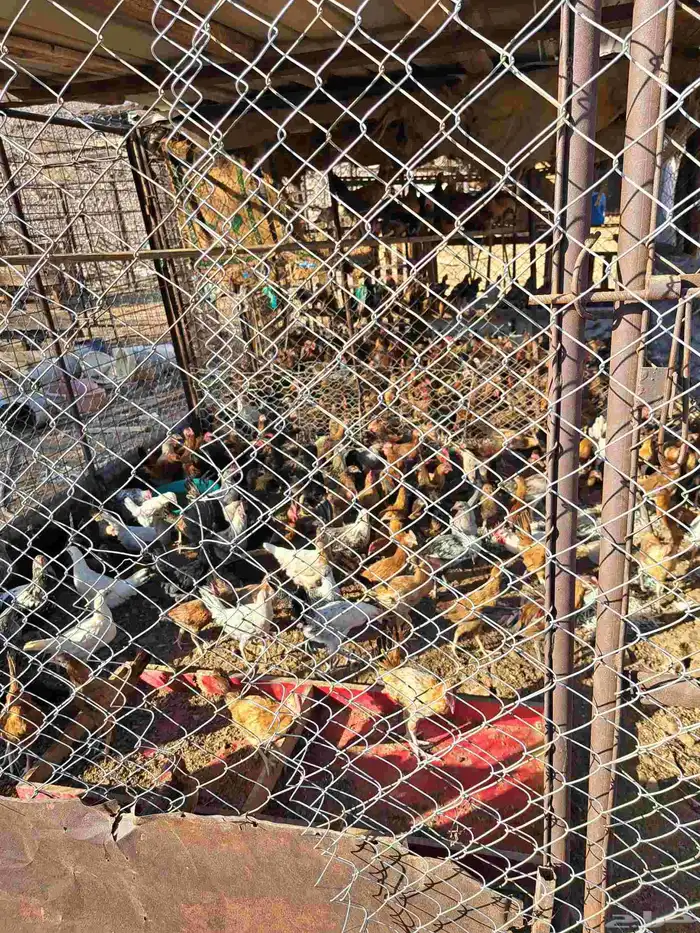 دجاج وديوك فوق 4 شهور الحبة 15 ريال 0