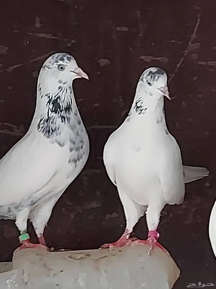 جوز جنسرا شباب ثاني إنتاج مشروط 0