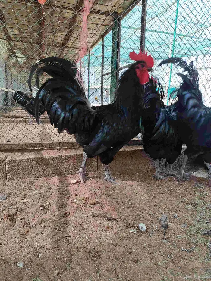 ديوك هجين استرالوب مع تركي 0