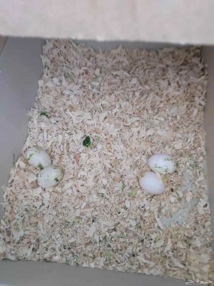 زوج كروان منتج 0