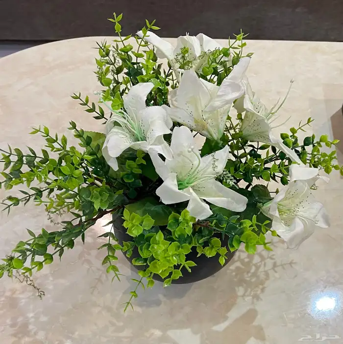 مجموعه من الشجيرات الكبار الوحده بميه والصغار الوحد ب50 9