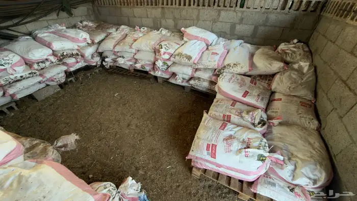 تمر للحلال 0