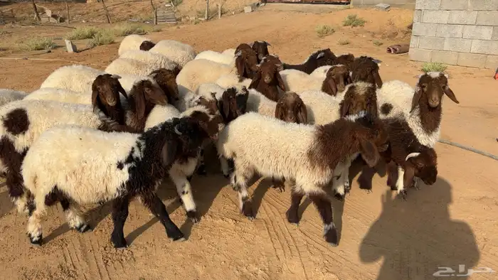 هرافي نعيم طيبه هرفي ربط 1