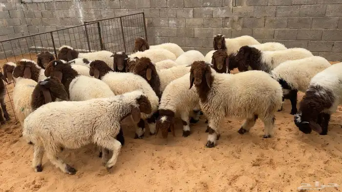 هرافي نعيم طيبه هرفي ربط 2