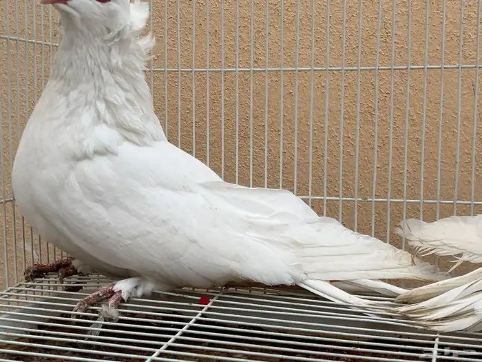 حمام مصري مالطي 3