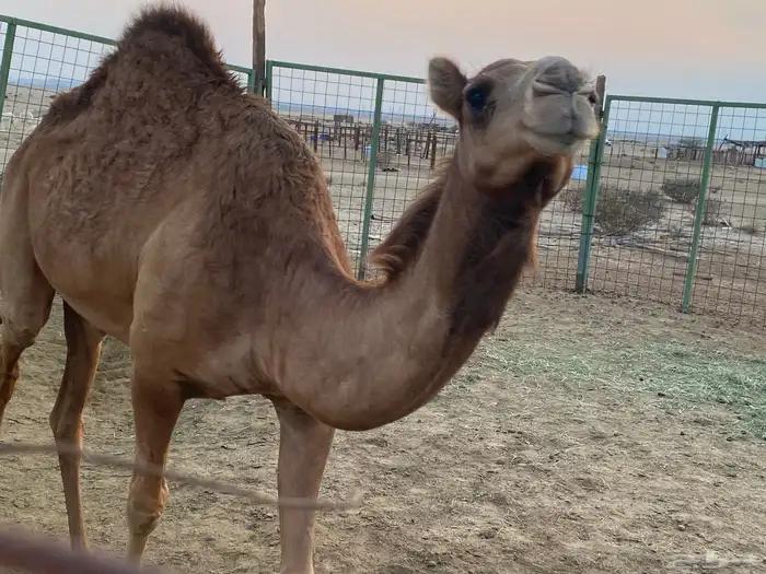 بكرة نوع فاخر للمقنوي شعر و حجم 0