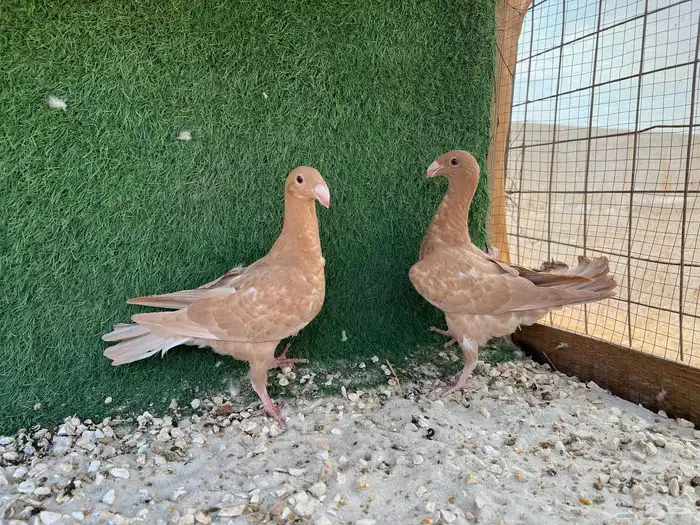 حمام زينه 10