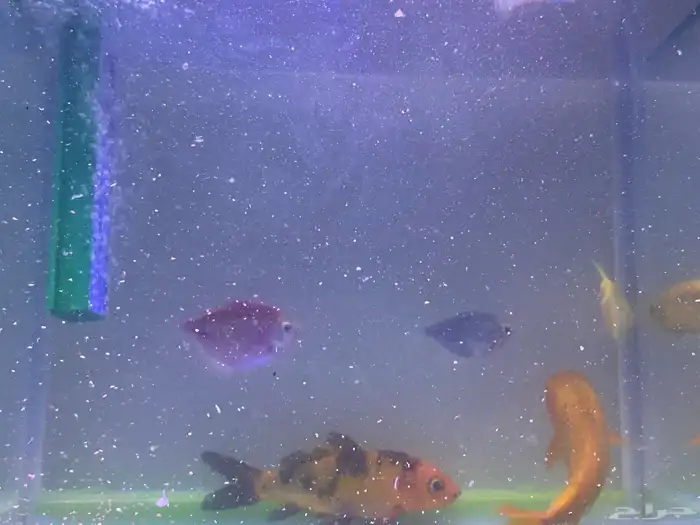 حوض سمك مع مضخه اكسجين زينه مع سمك أربع حبات 2