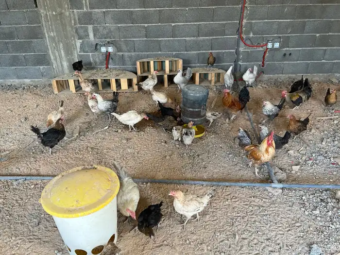 دجاج بلدي لبيع 2